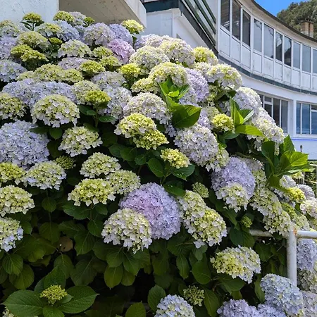 公寓 Rincon De Mar 希洪