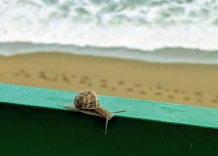 Apartman Rincon De Mar